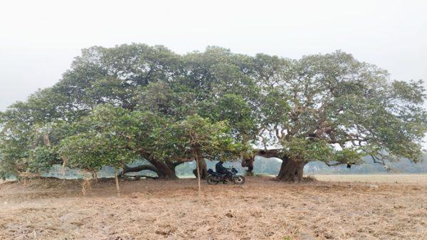 hijol tree