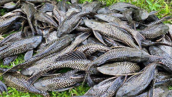 sakar fish