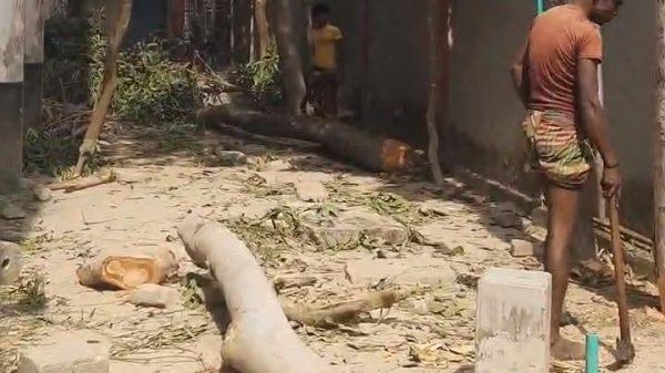 লৌহজংয়ে ‘নিয়ম নীতির তোয়াক্কা না করে অনুমতি ছাড়াই শিক্ষা প্রতিষ্ঠানের গাছ কাটার অভিযোগ