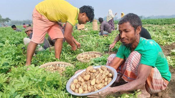 মুন্সিগঞ্জে আলুচাষিরা ক্ষতিগ্রস্থ