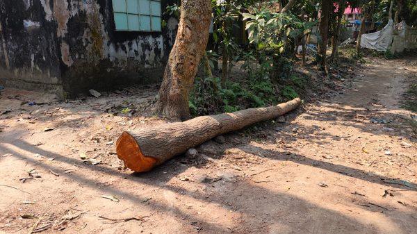 সিরাজদিখানে সরকারি রাস্তার পাশের গাছ কেটে বিক্রির অভিযোগ বিএনপি নেতার বিরুদ্ধে